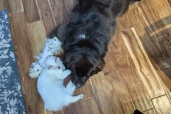 Kittens-in-their-new-home_h_1312-3