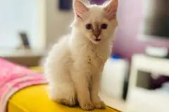 Kittens-in-their-new-home_h_1312-4