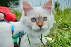 Kittens-in-their-new-home_h_1312-5