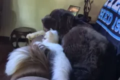 Kittens-in-their-new-home_h_1312-6