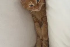 Kittens-in-their-new-home_h_1312-7