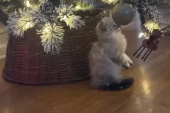 Kittens-in-their-new-home_h_1312