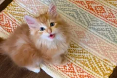 Kittens-in-their-new-home_h_1326