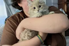 Kittens-in-their-new-home_h_1350