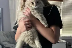 Kittens-in-their-new-home_h_1423