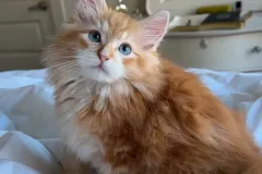 Kittens-in-their-new-home_h_1456