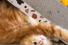 Kittens-in-their-new-home_h_1483