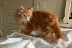 Kittens-in-their-new-home_h_1509