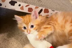 Kittens-in-their-new-home_h_1519