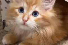 Kittens-in-their-new-home_h_1521