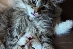 Kittens-in-their-new-home_h_1749-1