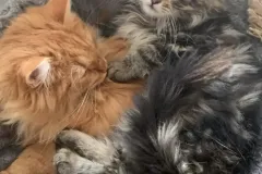 Kittens-in-their-new-home_h_1749