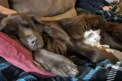 Kittens-in-their-new-home_h_554