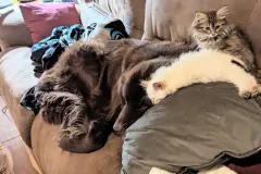 Kittens-in-their-new-home_h_592