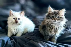 Kittens-in-their-new-home_h_613