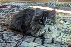 Kittens-in-their-new-home_h_637