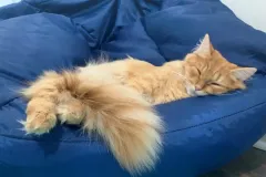 Kittens-in-their-new-home_h_657