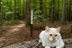 Kittens-in-their-new-home_h_738