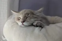 Kittens-in-their-new-home_h_741