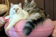 Kittens-in-their-new-home_h_869