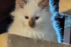 Kittens-in-their-new-home_h_901