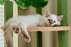 Kittens-in-their-new-home_h_984-1