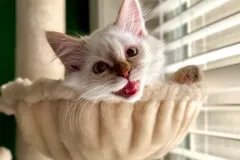 Kittens-in-their-new-home_h_984