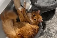 kittens-in-their-new-home