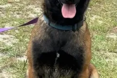 Belgian-Malinois-Lucy-1