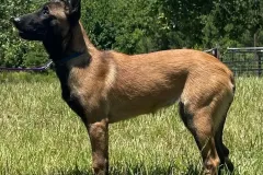 Belgian-Malinois-Lucy-10