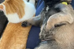 Belgian-Malinois-Lucy-2