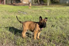 Belgian-Malinois-Lucy-3