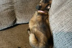 Belgian-Malinois-Lucy-4