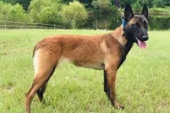 Belgian-Malinois-Lucy-5