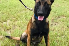 Belgian-Malinois-Lucy-6