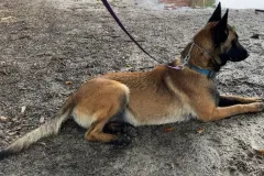 Belgian-Malinois-Lucy-7