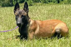 Belgian-Malinois-Lucy-8