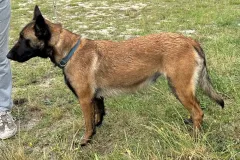 Belgian-Malinois-Lucy-9