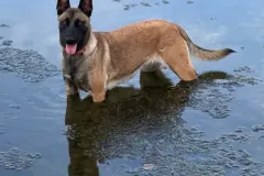 Belgian-Malinois-Maddy-1