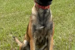 Belgian-Malinois-Maddy-10