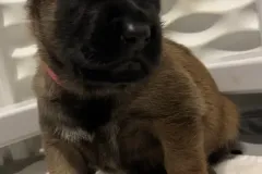 Belgian-Malinois-Maddy-2