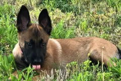 Belgian-Malinois-Maddy-3