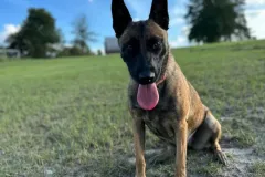 Belgian-Malinois-Maddy-4