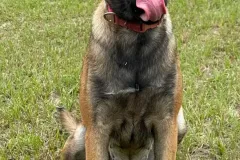 Belgian-Malinois-Maddy-5