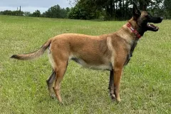 Belgian-Malinois-Maddy-6