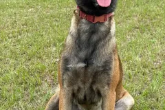 Belgian-Malinois-Maddy-7