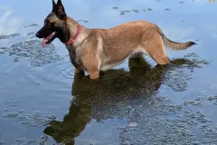 Belgian-Malinois-Maddy-8