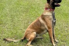 Belgian-Malinois-Maddy-9