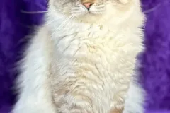 Seal-Lynx-Point-Mufasa-2