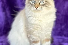 Seal-Lynx-Point-Mufasa-6
